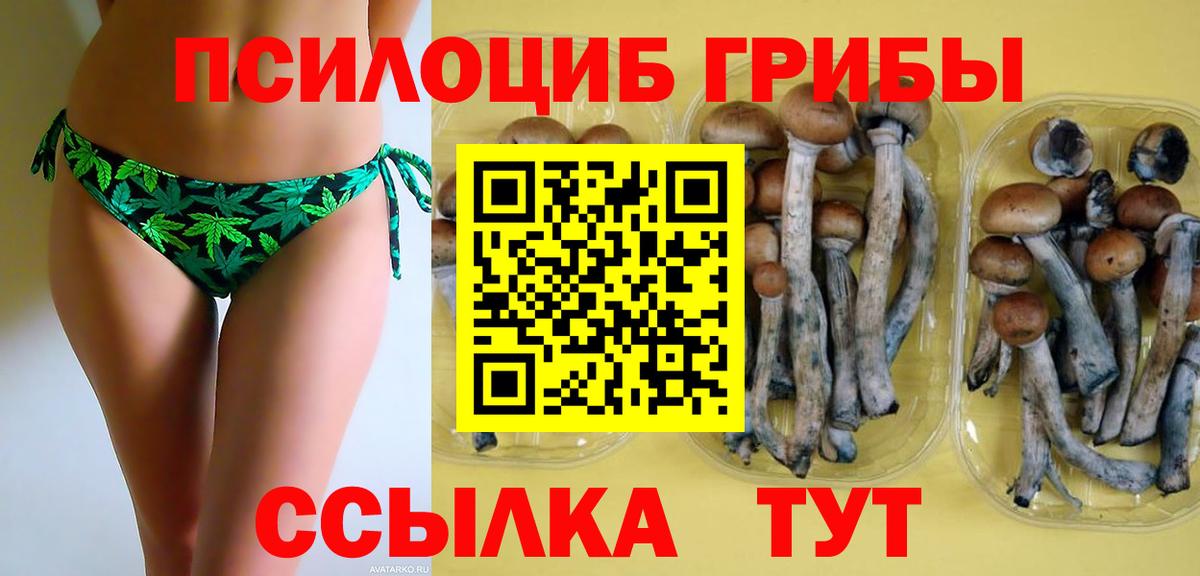 Псилоцибиновые грибы Psilocybine cubensis Муром